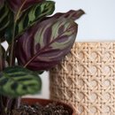 Arranjo Presente Cachepot Maranta Makoyama