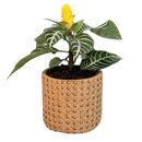 Arranjo Presente Cachepot Aphelandra