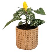 Arranjo Presente Cachepot Aphelandra