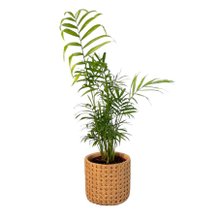 Arranjo Presente Cachepot Areca Bambu