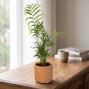 Arranjo Presente Cachepot Areca Bambu
