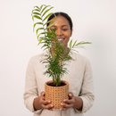 Arranjo Presente Cachepot Areca Bambu