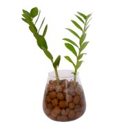 Arranjo Presente Zamioculca Vaso Conhaque