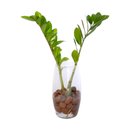 Arranjo Presente Zamioculca Vaso Vidro