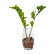 Arranjo Presente Zamioculca Vaso Vidro