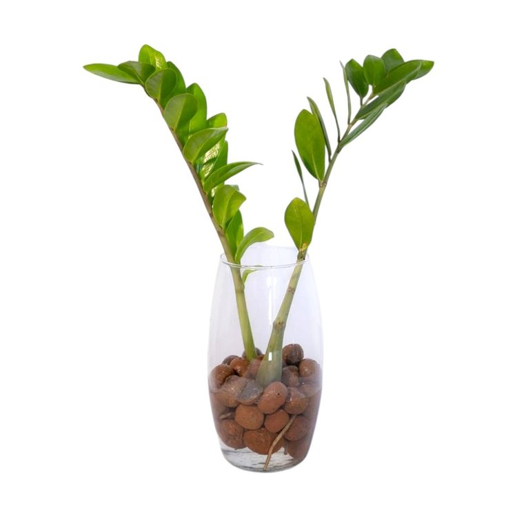 Arranjo Presente Zamioculca Vaso Vidro