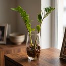 Arranjo Presente Zamioculca Vaso Vidro