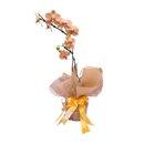 Orquídea Phalaenopsis Marcante