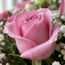 Buquê 12 Rosas Cor de Rosa Primor Rosé 