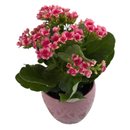Flor da Fortuna Rosa em Vaso Cerâmico