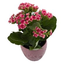 Flor da Fortuna Rosa em Vaso Cerâmico