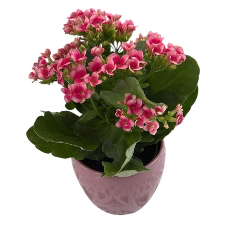 Flor da Fortuna Rosa em Vaso Cerâmico