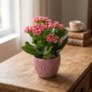 Flor da Fortuna Rosa em Vaso Cerâmico