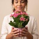 Flor da Fortuna Rosa em Vaso Cerâmico