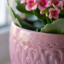 Flor da Fortuna Rosa em Vaso Cerâmico
