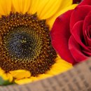 Buquê 3 Girassol 3 Rosas Vermelha Raio de Sol