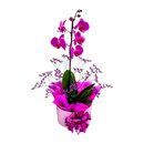Orquídea em Box