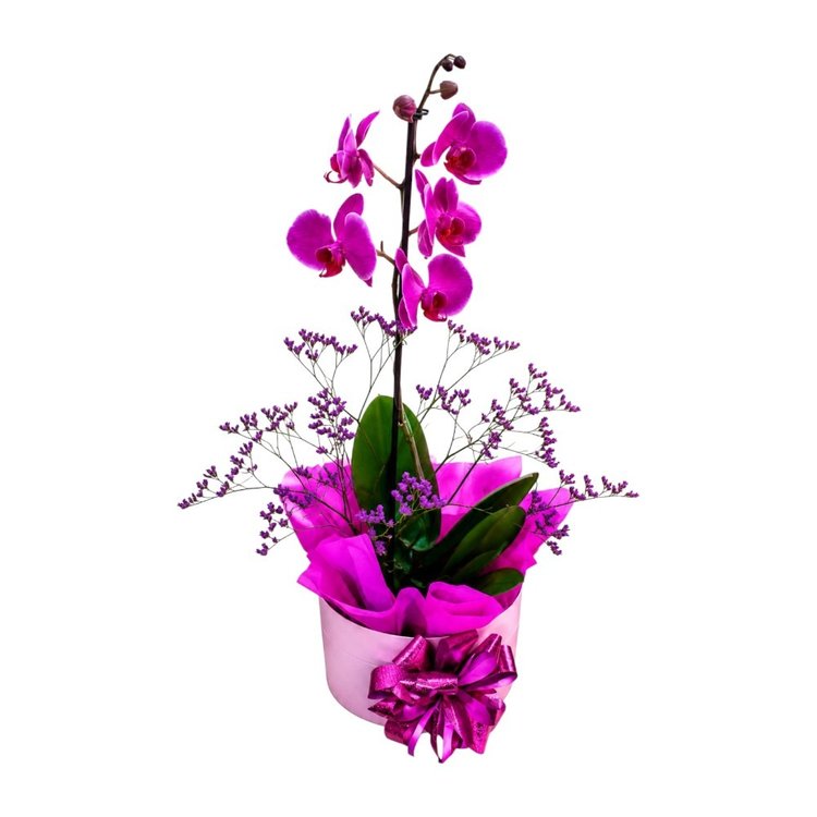 Orquídea em Box