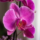 Orquídea em Box