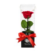 Rosa Eterna Vermelha Box