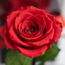 Rosa Eterna Vermelha Box