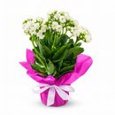 KALANCHOE PRESENTE