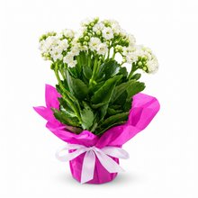 KALANCHOE PRESENTE
