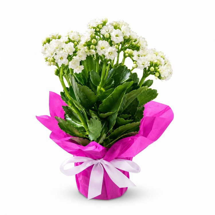 KALANCHOE PRESENTE
