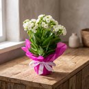 KALANCHOE PRESENTE
