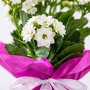 KALANCHOE PRESENTE