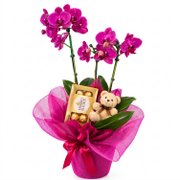 ORQUÍDEAS EMBRULHADA PRESENTE