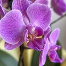 Cesta Carinho em Flor