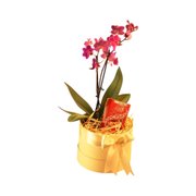 Orquídea Pink com Chocolate Lindt em Caixa Presente