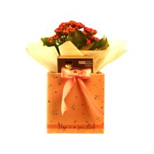 Presente Encanto com Kalanchoe e Ferrero Rocher