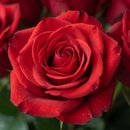 Buquê Paixão Colombiana  8 Rosas Vermelhas Premium