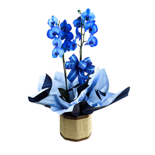Orquídea Plantada Phalaenopsis Azul