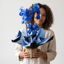 Orquídea Plantada Phalaenopsis Azul