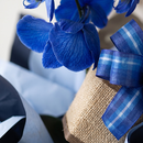 Orquídea Plantada Phalaenopsis Azul