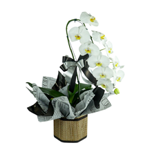 Orquídeas Phalaenopsis Branca