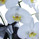 Orquídeas Phalaenopsis Branca