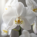 Orquídeas Phalaenopsis Branca