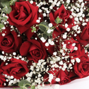 Buquê de 12 Rosas Vermelhas 