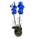  Orquídea Phalaenopsis Plantada  Azul