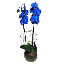  Orquídea Phalaenopsis Plantada  Azul