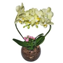 Orquidea Phalaenopiss Amarela de Coração