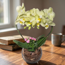 Orquidea Phalaenopiss Amarela de Coração