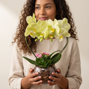 Orquidea Phalaenopiss Amarela de Coração