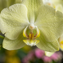 Orquidea Phalaenopiss Amarela de Coração