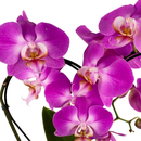 Orquidea Phalaenopiss Roxa de Coração