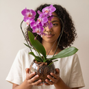 Orquidea Phalaenopiss Roxa de Coração